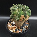 Нажмите на изображение для увеличения.

Название:	CHIMERAMutantAripcarpusrutusus+Echinopsis3.jpg
Просмотров:	515
Размер:	80.1 Кб
ID:	317176