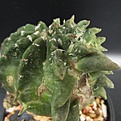 Нажмите на изображение для увеличения.

Название:	CHIMERAMutantAripcarpusrutusus+Echinopsis4.jpg
Просмотров:	574
Размер:	87.4 Кб
ID:	317177