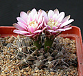Нажмите на изображение для увеличения.

Название:	Gymnocalycium__heidiae.jpg
Просмотров:	236
Размер:	143.1 Кб
ID:	317207