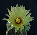 Нажмите на изображение для увеличения.

Название:	Astrophytum OoibKab_fl_7.111.JPG
Просмотров:	294
Размер:	77.5 Кб
ID:	317301