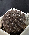 Нажмите на изображение для увеличения.

Название:	Neochilenia occulta_3y_7.11.JPG
Просмотров:	269
Размер:	139.9 Кб
ID:	317367