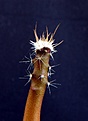 Нажмите на изображение для увеличения.

Название:	Pediocactus sileri Lz814_5months_20.2.11.JPG
Просмотров:	1045
Размер:	74.3 Кб
ID:	317474