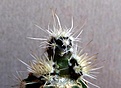 Нажмите на изображение для увеличения.

Название:	Pediocactus sileri Lz814_5moths_17.2.11.JPG
Просмотров:	1014
Размер:	105.0 Кб
ID:	317475