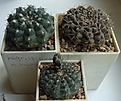 Нажмите на изображение для увеличения.

Название:	_G__stellatum_v__zentnerianum_nigrispinum_fa__Quilino_Minimus.jpg
Просмотров:	400
Размер:	58.0 Кб
ID:	317476