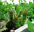 Нажмите на изображение для увеличения.

Название:	Opuntia phaeacantha v.albispina_buds6.11.JPG
Просмотров:	177
Размер:	176.4 Кб
ID:	317531