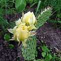 Нажмите на изображение для увеличения.

Название:	Opuntia phaeacantha v.albispina_fl_7.11.JPG
Просмотров:	153
Размер:	174.4 Кб
ID:	317533