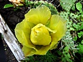 Нажмите на изображение для увеличения.

Название:	Opuntia phaeacantha v.albispina_fl_7.11.JPG
Просмотров:	159
Размер:	100.7 Кб
ID:	317534