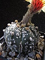 Нажмите на изображение для увеличения.

Название:	Astrophytum_SuperKabuto.jpg
Просмотров:	305
Размер:	93.6 Кб
ID:	317545