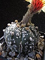 Нажмите на изображение для увеличения.

Название:	Astrophytum_SuperKabuto.jpg
Просмотров:	260
Размер:	93.6 Кб
ID:	317545