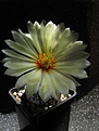 Нажмите на изображение для увеличения.

Название:	Astrophytum_SuperKabuto1.jpg
Просмотров:	312
Размер:	79.4 Кб
ID:	317546
