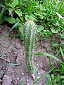 Нажмите на изображение для увеличения.

Название:	Pilosocereus magnificus_7.11.JPG
Просмотров:	153
Размер:	148.0 Кб
ID:	317669