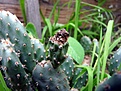 Нажмите на изображение для увеличения.

Название:	Opuntia basilaris v.aurea_fruit_7.11.JPG
Просмотров:	173
Размер:	105.2 Кб
ID:	317670
