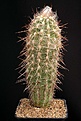 Нажмите на изображение для увеличения.

Название:	Oreocereus_leucotrichus_15_IMG_5403.jpg
Просмотров:	313
Размер:	113.5 Кб
ID:	317676