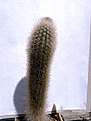 Нажмите на изображение для увеличения.

Название:	Trixantocereus cullmannianus_11.03-7.10.JPG
Просмотров:	291
Размер:	94.1 Кб
ID:	317745
