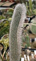 Нажмите на изображение для увеличения.

Название:	Espostoa_blossfeldiorum_IMG_5577.jpg
Просмотров:	308
Размер:	88.7 Кб
ID:	317749
