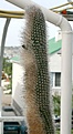 Нажмите на изображение для увеличения.

Название:	Espostoa_blossfeldiorum_IMG_5585.jpg
Просмотров:	305
Размер:	100.0 Кб
ID:	317750
