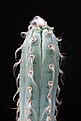 Нажмите на изображение для увеличения.

Название:	Pilosocereus_glaucescens_IMG_5589.jpg
Просмотров:	292
Размер:	72.3 Кб
ID:	317752