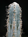 Нажмите на изображение для увеличения.

Название:	Pilosocereus_pachycladus_IMG_5408.jpg
Просмотров:	299
Размер:	89.8 Кб
ID:	317753