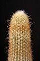 Нажмите на изображение для увеличения.

Название:	Weberbauerocereus_johnsonii_IMG_5608.jpg
Просмотров:	283
Размер:	115.3 Кб
ID:	317757