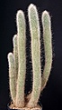 Нажмите на изображение для увеличения.

Название:	Cleistocactus_tupizensis_IMG_5612.jpg
Просмотров:	301
Размер:	111.2 Кб
ID:	317758