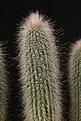 Нажмите на изображение для увеличения.

Название:	Cleistocactus_tupizensis_IMG_5616.jpg
Просмотров:	297
Размер:	117.0 Кб
ID:	317759