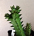 Нажмите на изображение для увеличения.

Название:	Edithcolea grandis_7months_7.11.JPG
Просмотров:	178
Размер:	102.2 Кб
ID:	317921