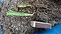 Нажмите на изображение для увеличения.

Название:	Edithcolea grandis_roots_7.11.JPG
Просмотров:	182
Размер:	150.8 Кб
ID:	317922