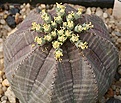 Нажмите на изображение для увеличения.

Название:	Euphorbia_obesa_IMG_5118.jpg
Просмотров:	375
Размер:	110.1 Кб
ID:	317993