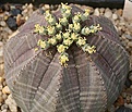 Нажмите на изображение для увеличения.

Название:	Euphorbia_obesa_IMG_5118.jpg
Просмотров:	326
Размер:	110.1 Кб
ID:	317993