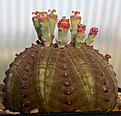 Нажмите на изображение для увеличения.

Название:	Euphorbia_symmetrica_IMG_0616.jpg
Просмотров:	372
Размер:	79.0 Кб
ID:	317994
