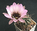 Нажмите на изображение для увеличения.

Название:	L.jajoiana-cv.anemone_2.jpg
Просмотров:	211
Размер:	84.3 Кб
ID:	318013