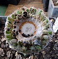 Нажмите на изображение для увеличения.

Название:	Mammillaria sanchez-mejorade_Ripe2009_7.11.JPG
Просмотров:	580
Размер:	142.4 Кб
ID:	318015