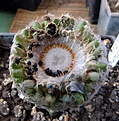 Нажмите на изображение для увеличения.

Название:	Mammillaria sanchez-mejorade_Ripe2009_7.11.JPG
Просмотров:	537
Размер:	142.4 Кб
ID:	318015