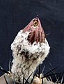 Нажмите на изображение для увеличения.

Название:	Pyrrhocactus vertongenii_abud_7.11.JPG
Просмотров:	190
Размер:	108.5 Кб
ID:	318019