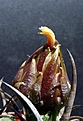 Нажмите на изображение для увеличения.

Название:	Horridocactus armatus 6.02-8.10_budbig.JPG
Просмотров:	192
Размер:	108.7 Кб
ID:	318020