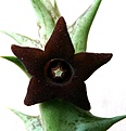 Нажмите на изображение для увеличения.

Название:	Orbea decaisneana_fl_7.11.JPG
Просмотров:	218
Размер:	101.8 Кб
ID:	318046