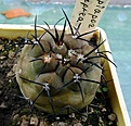 Нажмите на изображение для увеличения.

Название:	Copiapoa cuprea_6y_7.7.11.JPG
Просмотров:	272
Размер:	152.2 Кб
ID:	318047