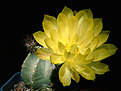 Нажмите на изображение для увеличения.

Название:	Echinocereussubinermis2011.jpg
Просмотров:	150
Размер:	240.4 Кб
ID:	318070