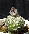 Нажмите на изображение для увеличения.

Название:	Astrophytum AsCo_bud_8.11.JPG
Просмотров:	293
Размер:	167.6 Кб
ID:	318151