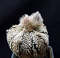 Нажмите на изображение для увеличения.

Название:	Astrophytum CoKab_3y_buds_7.11.JPG
Просмотров:	290
Размер:	231.5 Кб
ID:	318152