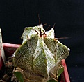 Нажмите на изображение для увеличения.

Название:	Astrophytum OrCo_6y_7.11.JPG
Просмотров:	286
Размер:	133.3 Кб
ID:	318153