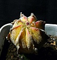 Нажмите на изображение для увеличения.

Название:	Astrophytum CoNivAs variegated 4y_8.11.JPG
Просмотров:	258
Размер:	130.7 Кб
ID:	318154