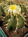 Нажмите на изображение для увеличения.

Название:	Astrophytum ornatum.jpg
Просмотров:	321
Размер:	78.0 Кб
ID:	318185