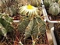 Нажмите на изображение для увеличения.

Название:	Astrophytum ornatum.jpg
Просмотров:	317
Размер:	94.4 Кб
ID:	318186