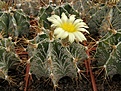 Нажмите на изображение для увеличения.

Название:	Astrophytum ornatum.jpg
Просмотров:	323
Размер:	101.0 Кб
ID:	318187