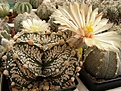 Нажмите на изображение для увеличения.

Название:	Astrophytum CAPxSK.jpg
Просмотров:	312
Размер:	103.9 Кб
ID:	318189