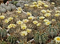 Нажмите на изображение для увеличения.

Название:	Astrophytum.jpg
Просмотров:	321
Размер:	98.8 Кб
ID:	318190