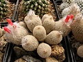 Нажмите на изображение для увеличения.

Название:	Epithelantha polycephala.jpg
Просмотров:	312
Размер:	98.4 Кб
ID:	318192