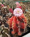 Нажмите на изображение для увеличения.

Название:	Gymnocalycium friedrichii Mars.jpg
Просмотров:	311
Размер:	99.3 Кб
ID:	318193
