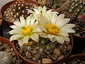 Нажмите на изображение для увеличения.

Название:	Mammillaria heidiae.jpg
Просмотров:	318
Размер:	72.1 Кб
ID:	318194